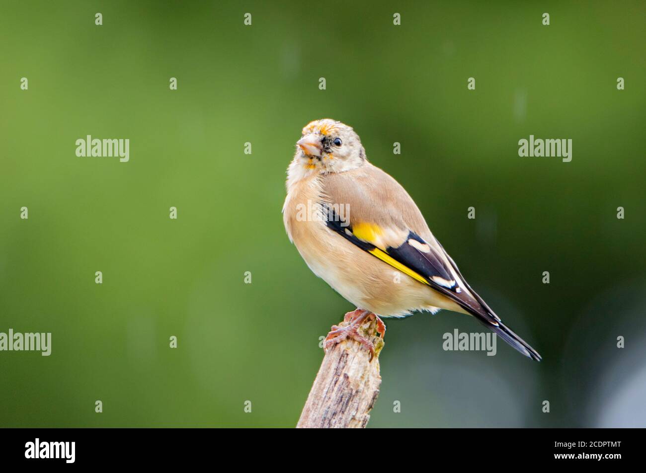 Goldfinch, carduelis carduelis, ave silvestre juvenil, bajo la lluvia en un jardín británico Foto de stock