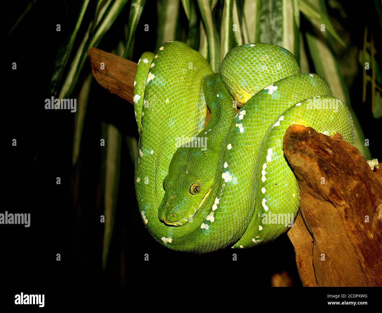 Serpiente verde en un árbol Foto de stock