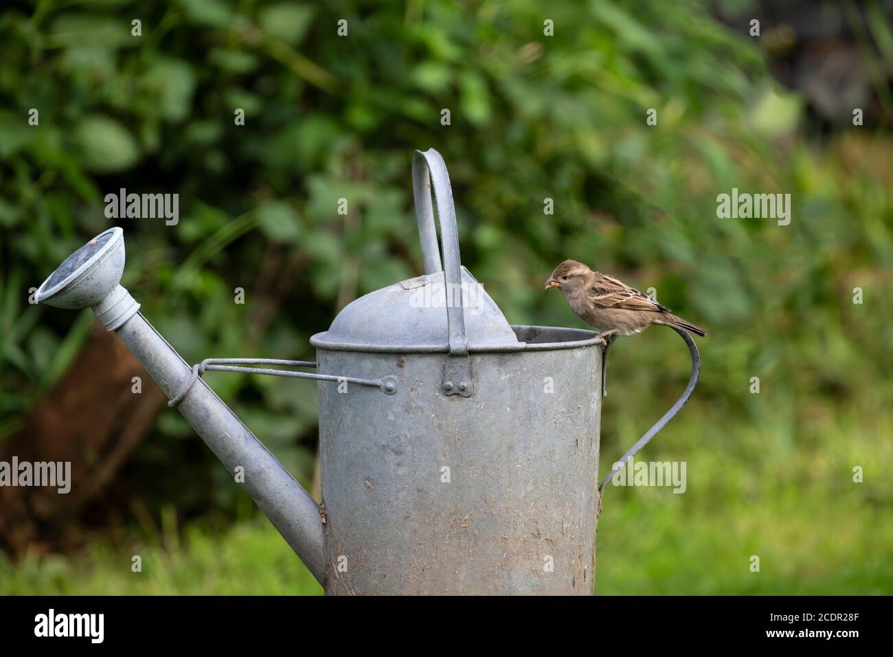 El joven House Sparrow Passer domesticus persiguiendo en el borde de una vieja regadera galvanizada en un jardín doméstico Foto de stock