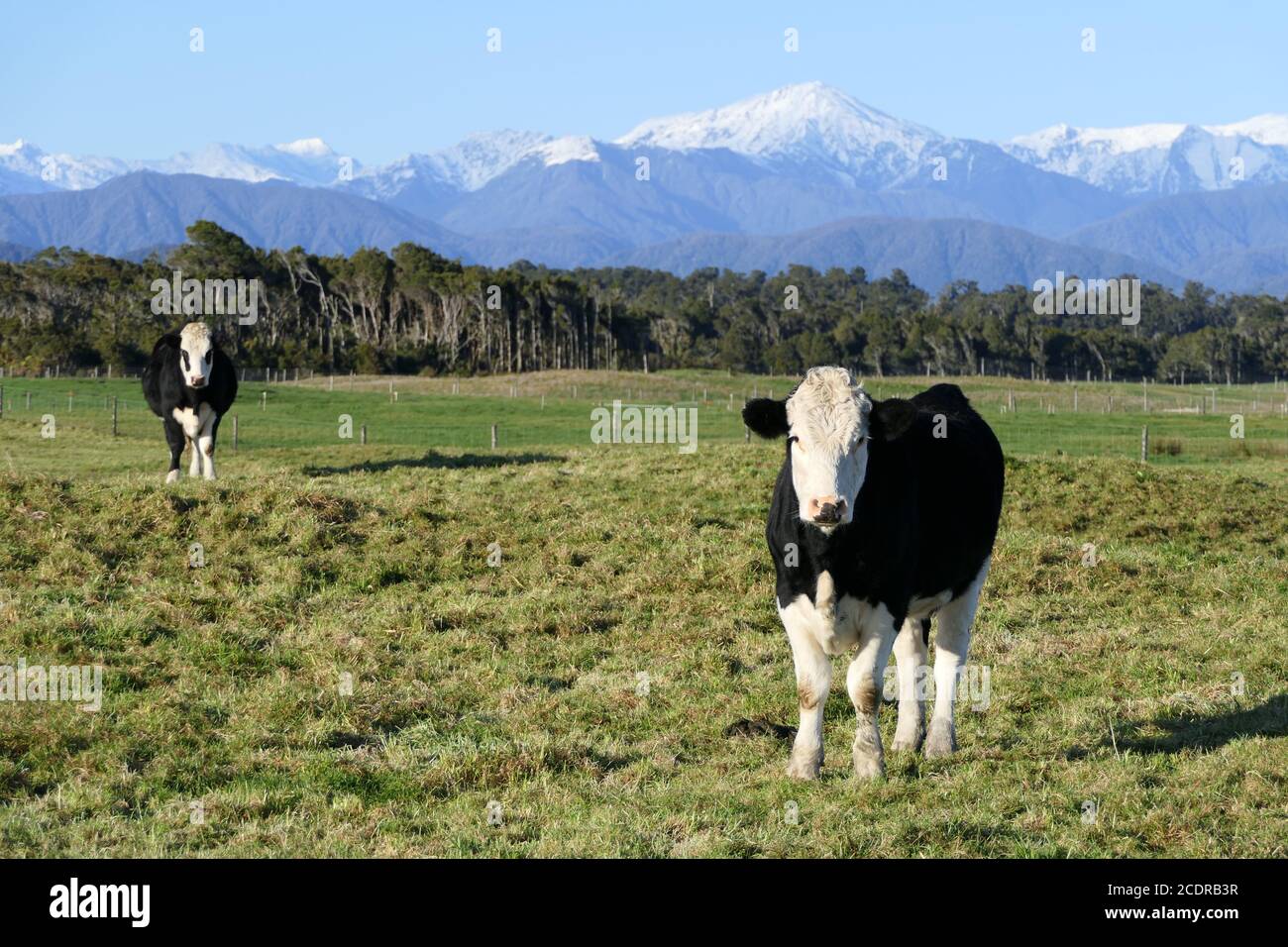 Vacas en un exuberante prado en la región de la costa oeste De Nueva Zelanda con la nieve cubierta de los Alpes del Sur en el fondo Foto de stock