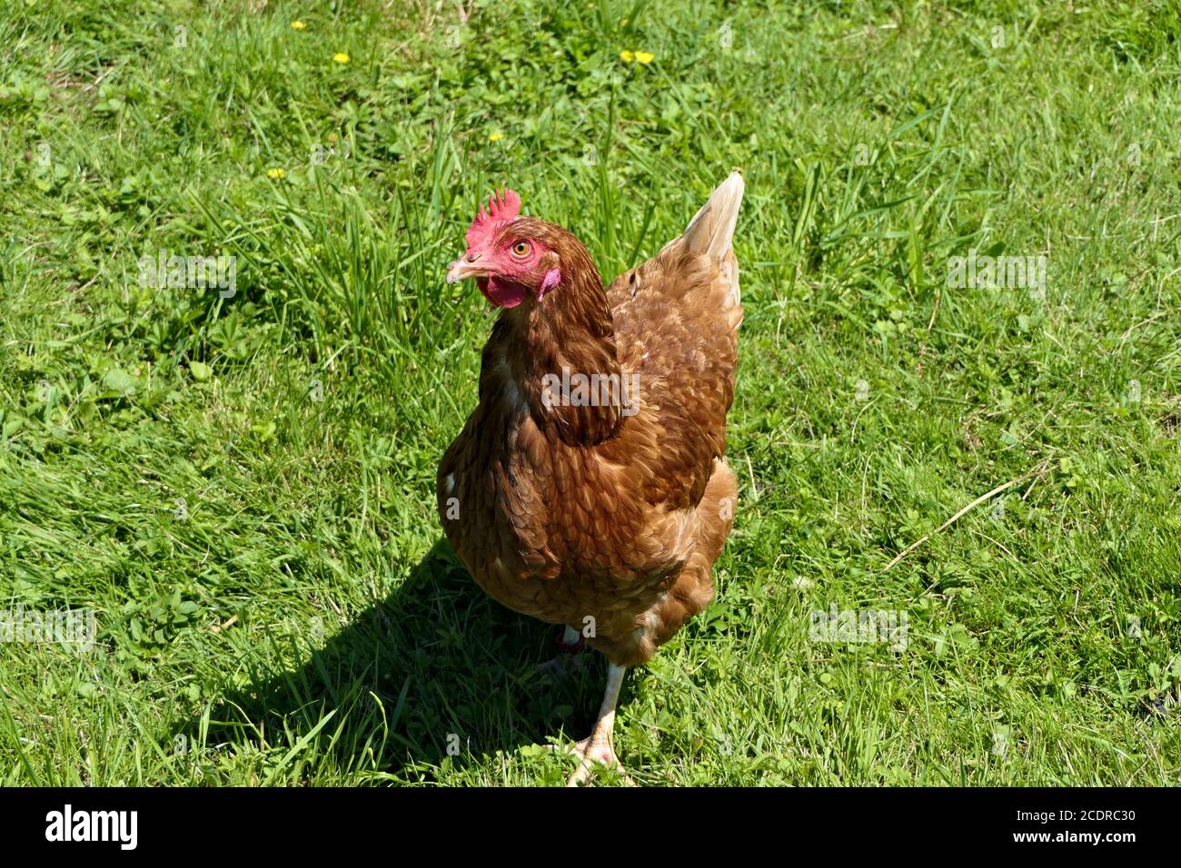 Closeup marrón gallina de campo libre de pie al aire libre en hierba verde en un día soleado Foto de stock