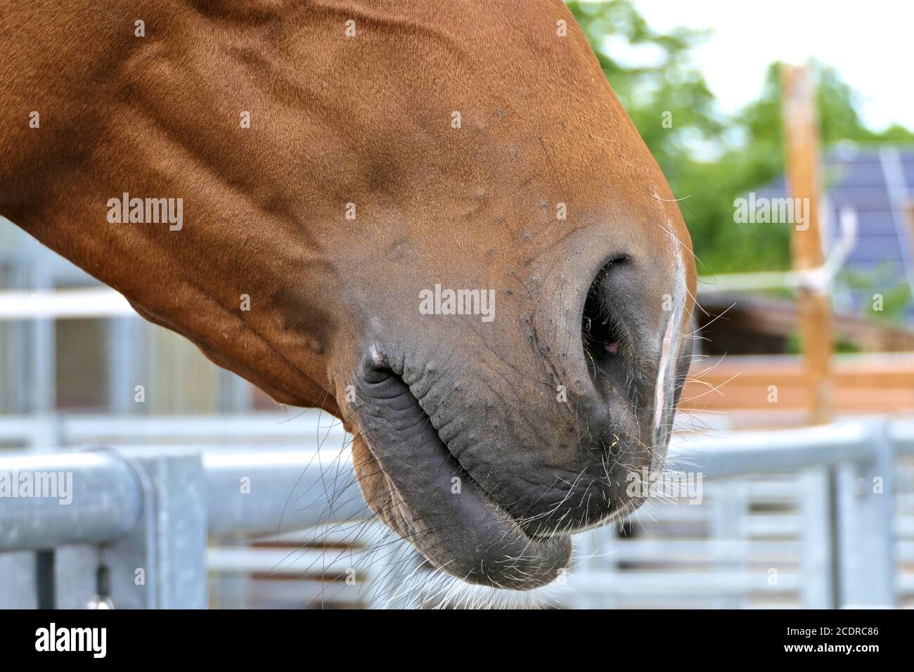 Primer plano de la fosa nasal y boca de un caballo marrón desde el lateral Foto de stock