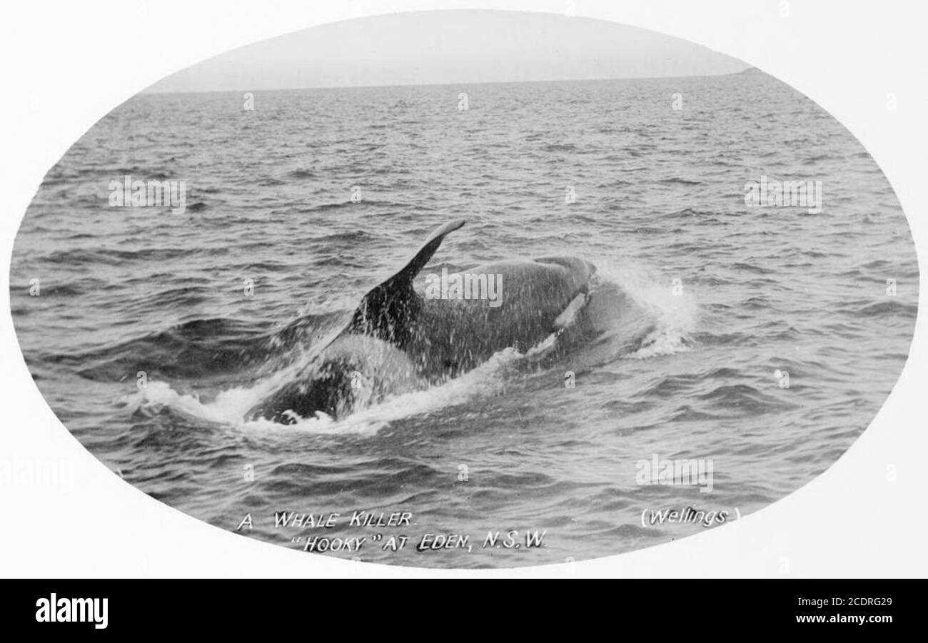 Ballena asesina conocida como Hooky de la forma de su aleta, Bahía doble. Foto de stock
