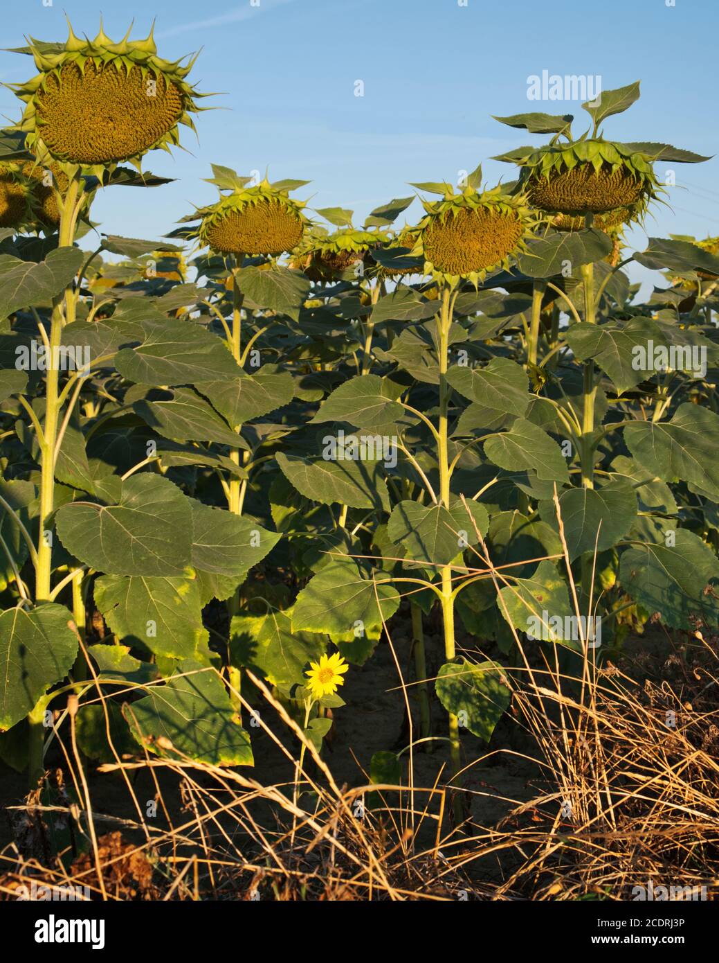 Cierre de un grupo de girasoles grandes sin pétalos pero llenos de  semillas. Las cabezas se inclinaron hacia una flor brillante joven  Fotografía de stock - Alamy