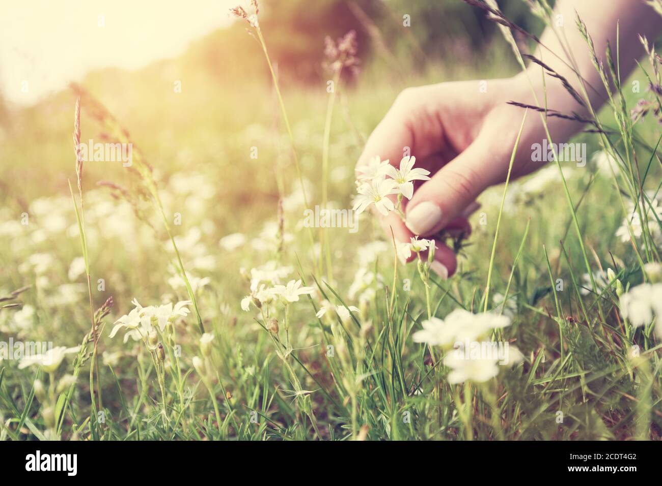 Mujer recogiendo flores en un prado, mano de cerca. Luz vintage Foto de stock
