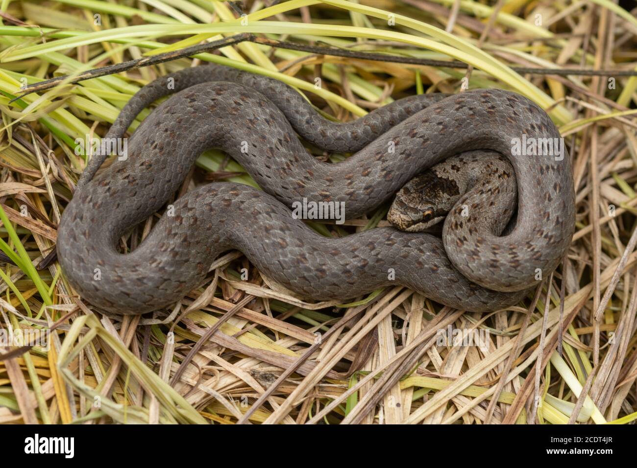 Serpiente suave juvenil (Coronella austríaca) en un sitio de la tierra de la salud de Surrey, Reino Unido Foto de stock