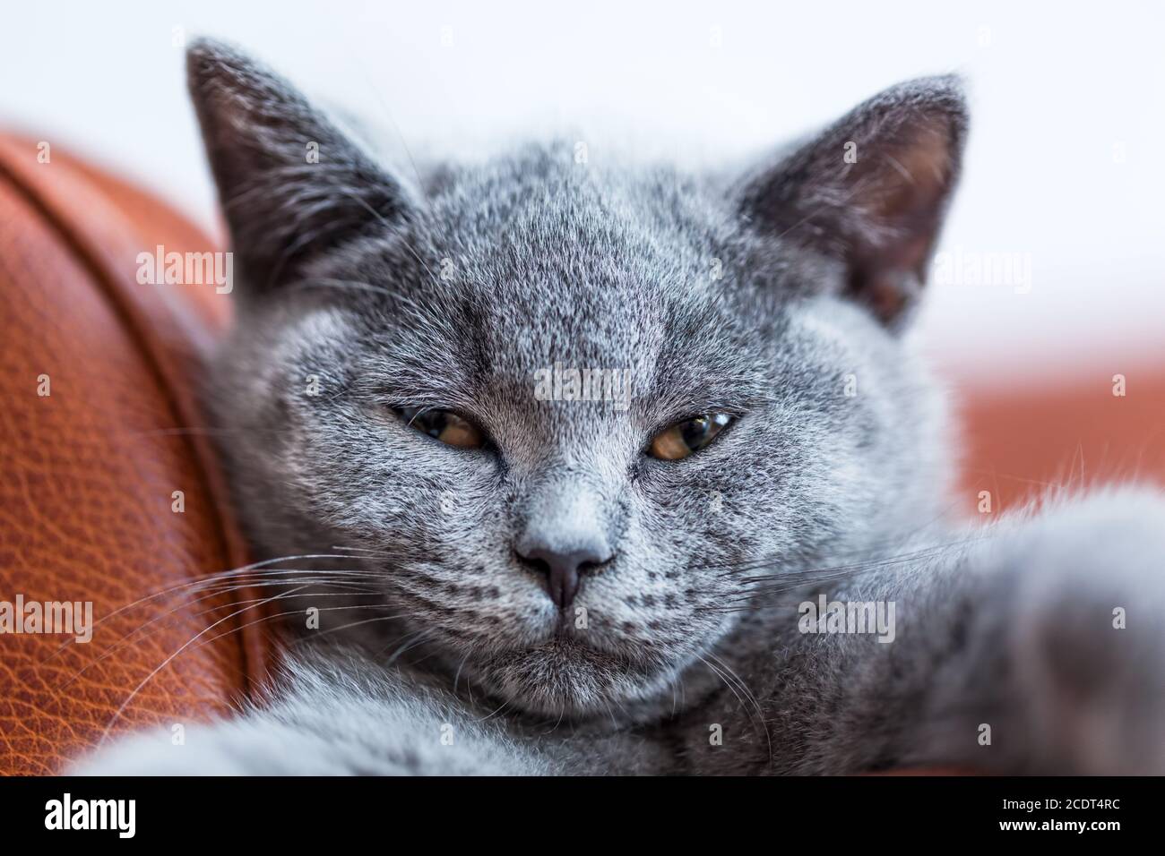 Joven lindo gato retrato primer plano. El gatito británico de Shortair con piel gris azul Foto de stock
