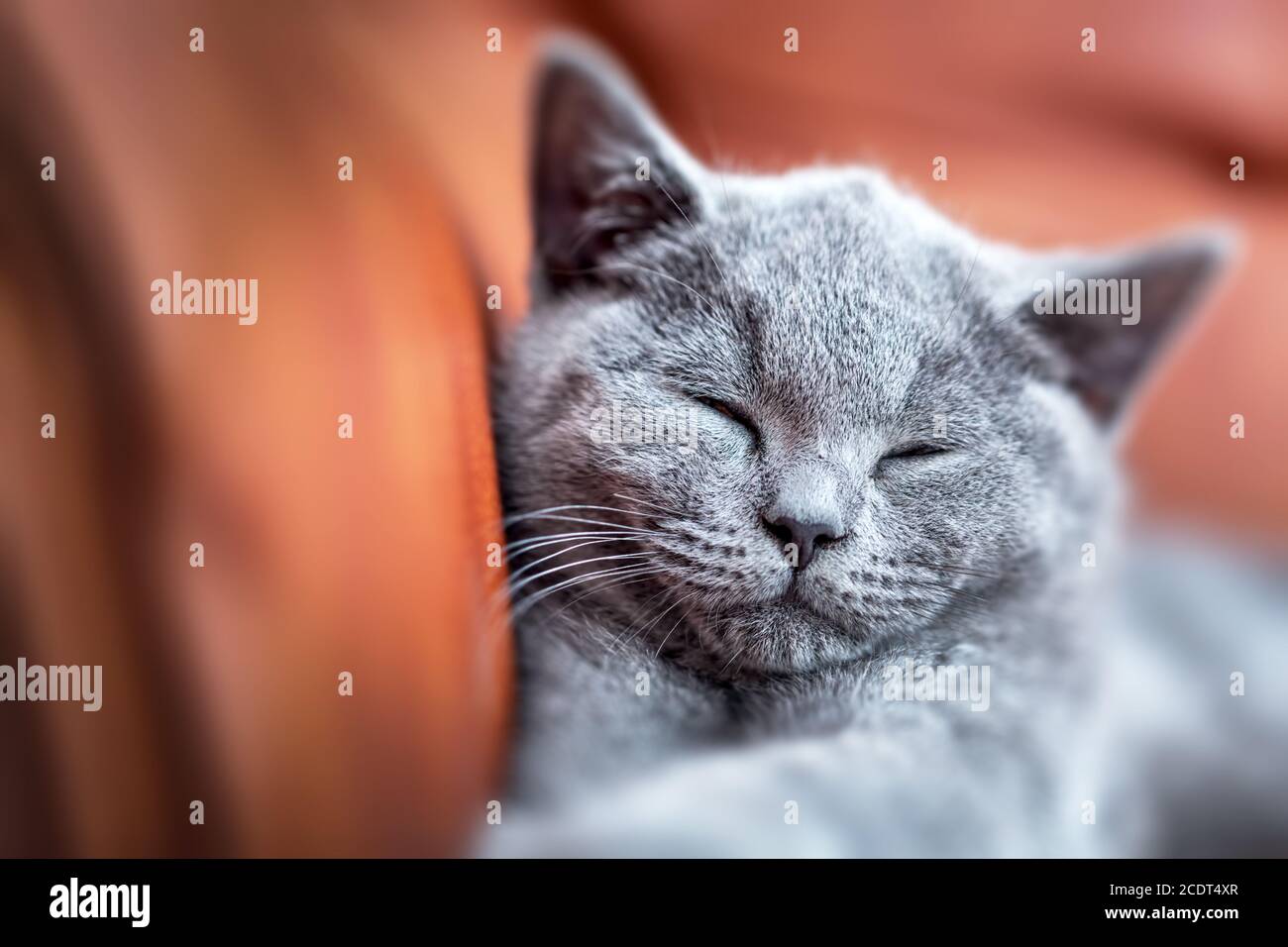 Joven lindo gato descansando en el sofá de cuero. El gatito británico de Shortair con piel gris azul Foto de stock