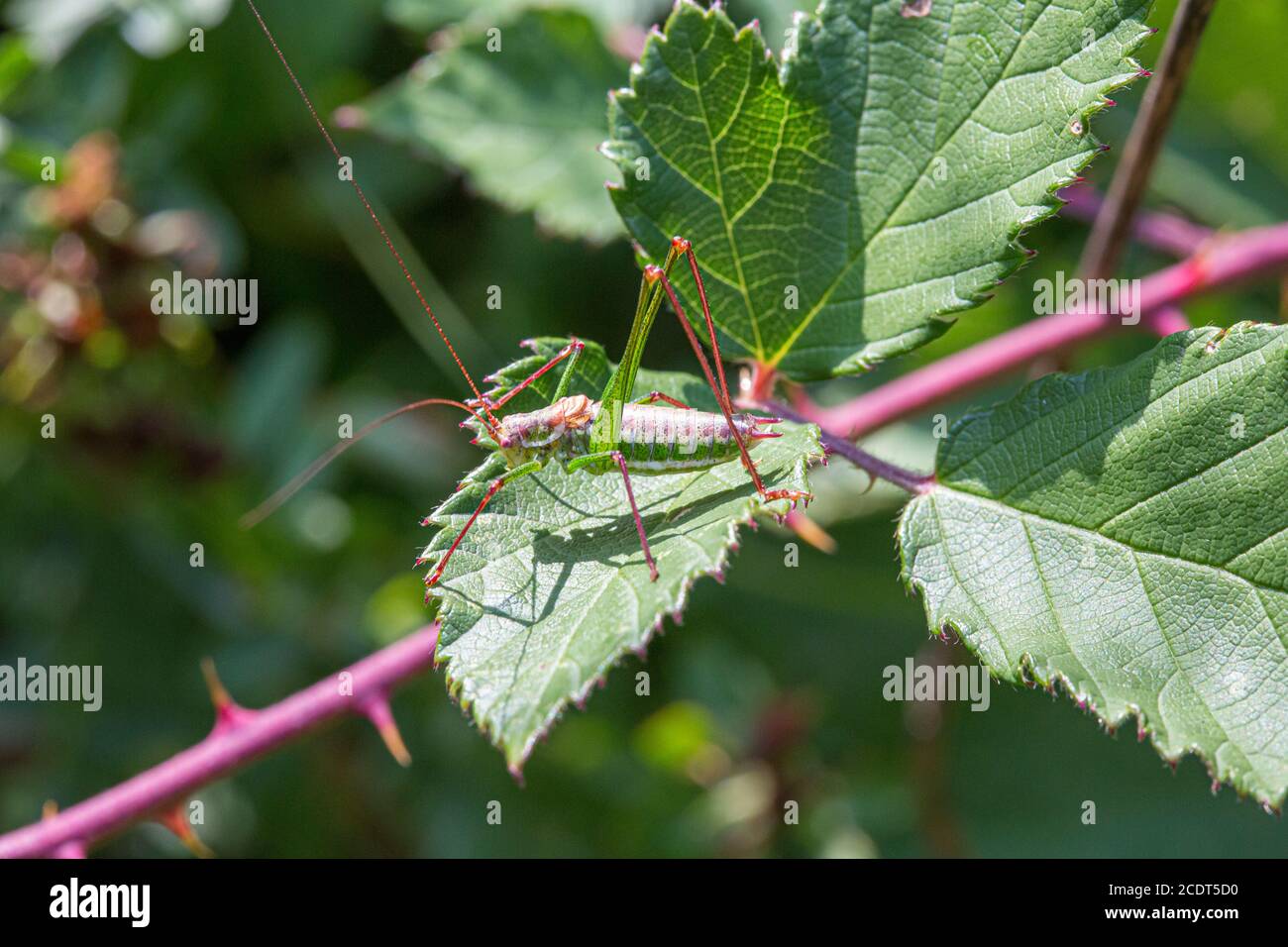 Hombre a rayas Bush-cricket sentado en una hoja de blackberry Foto de stock