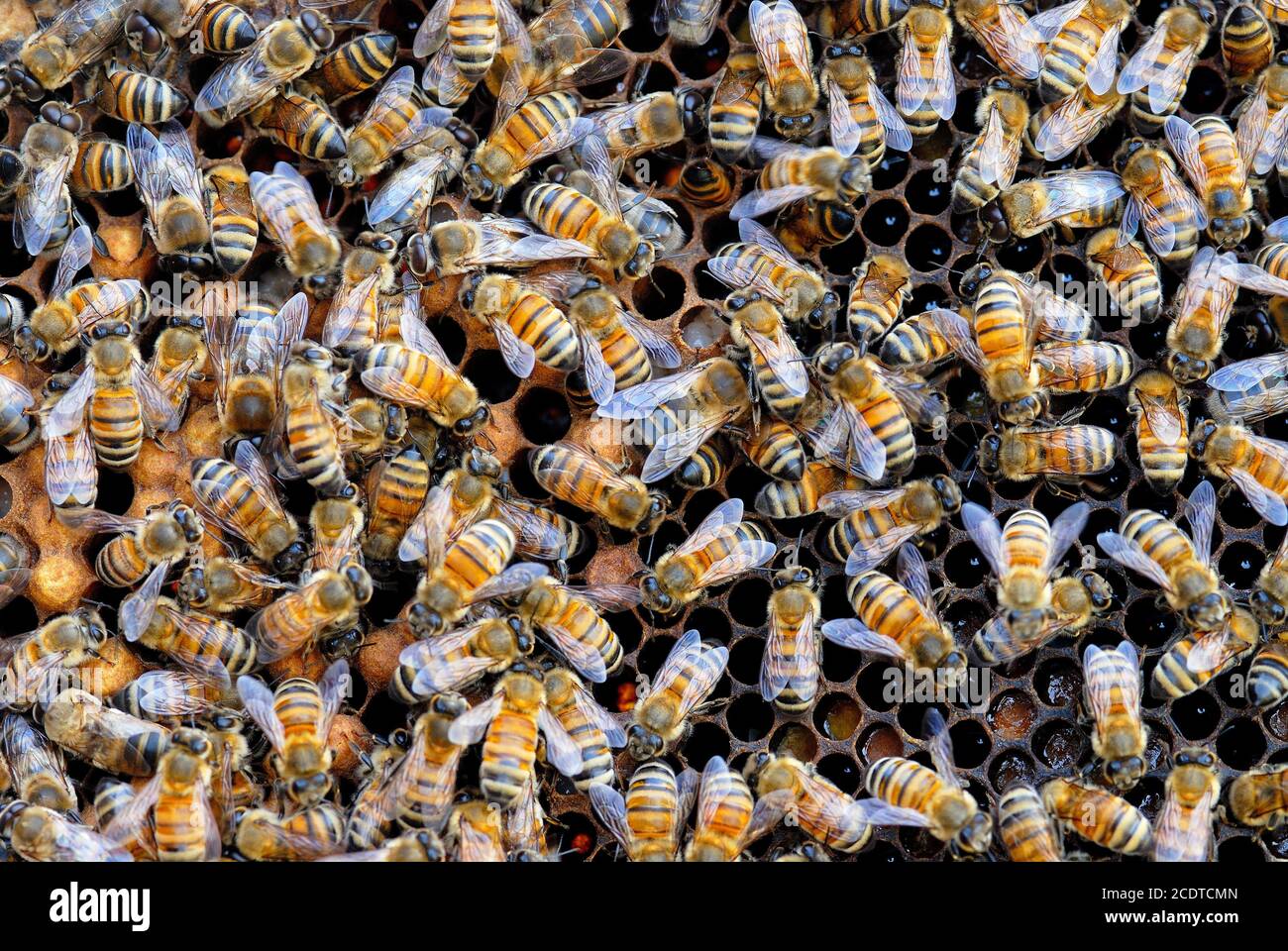 Las abejas dentro de una colmena. Foto de stock