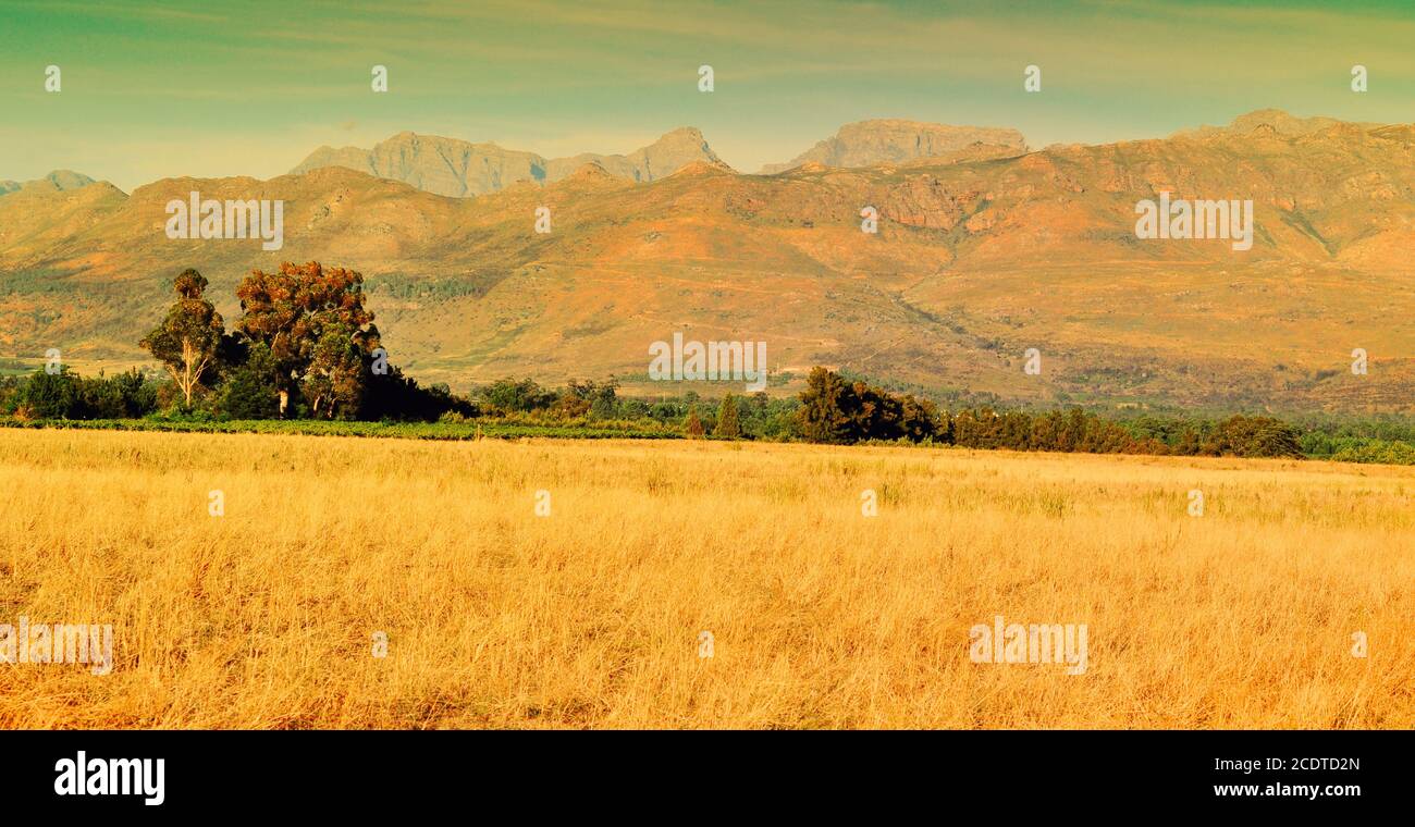 Paisaje de hierba dorada de Savannah Foto de stock