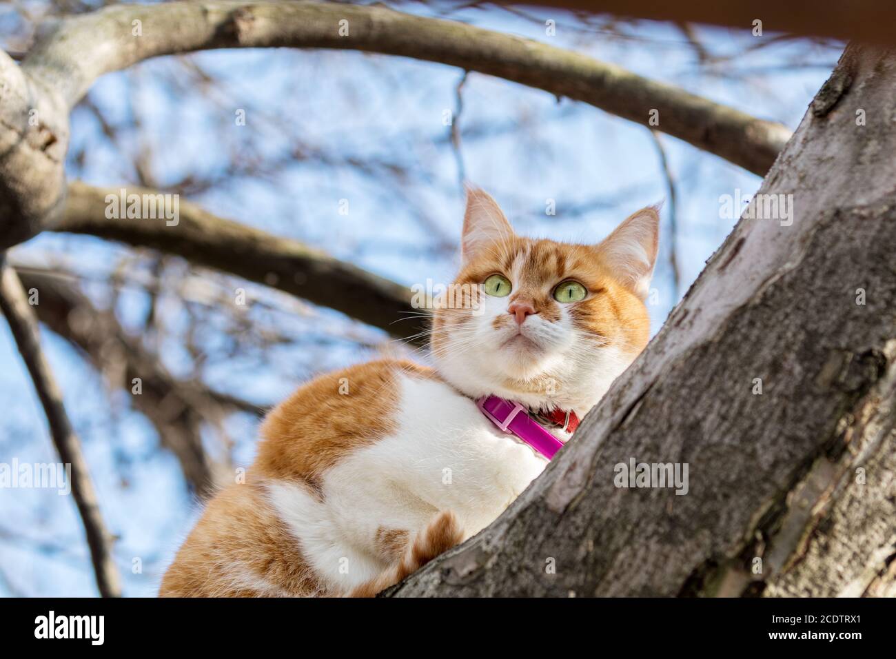 Cortar gracioso de blanco y rojo en el árbol. Profundidad de campo verde, Ojos de gato en el enfoque. Hermoso día a principios de primavera. Foto de stock