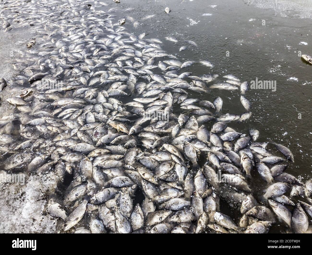 Muerte masiva de peces Foto de stock