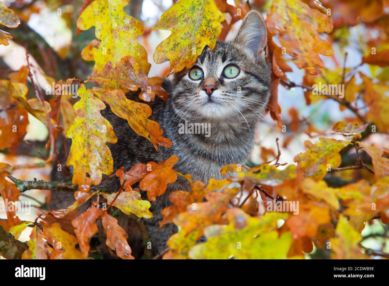 Precioso gatito sentado en el árbol de otoño Foto de stock