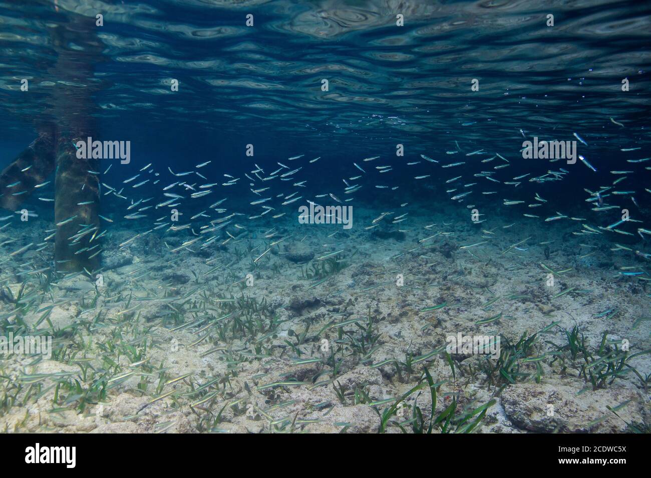 Vivero de peces Fotografía de stock - Alamy