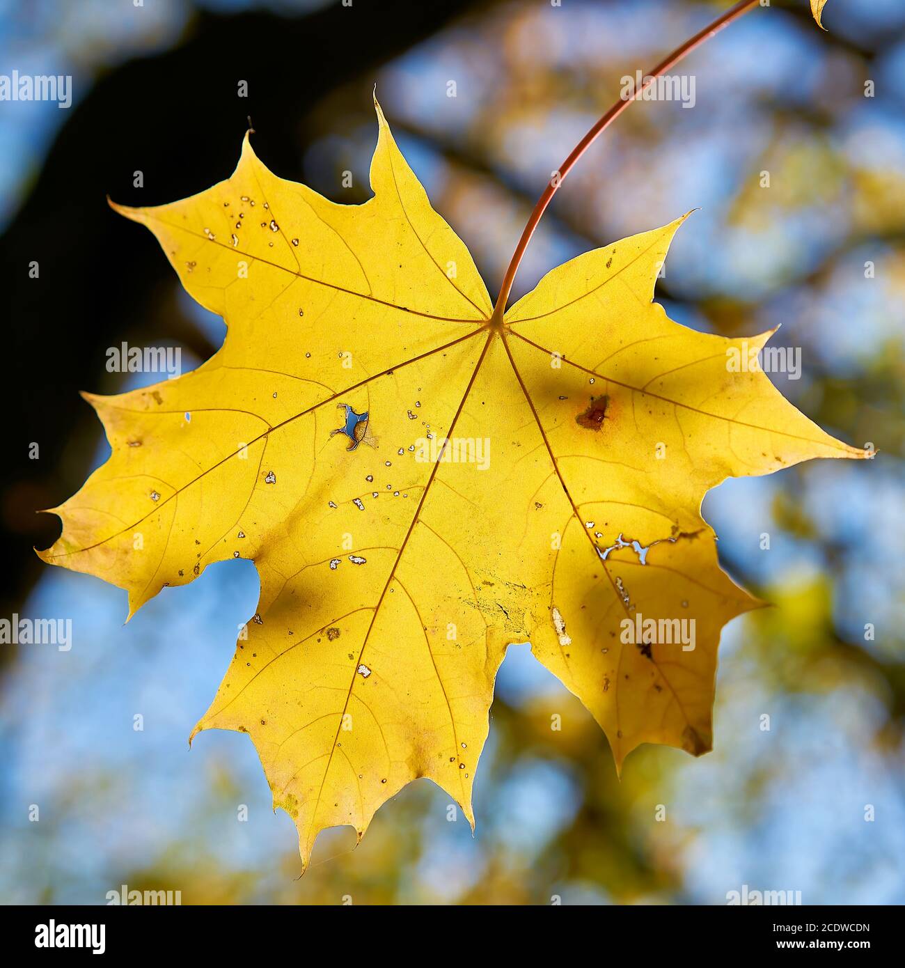 Hoja de arce con colorido color otoño en octubre Foto de stock