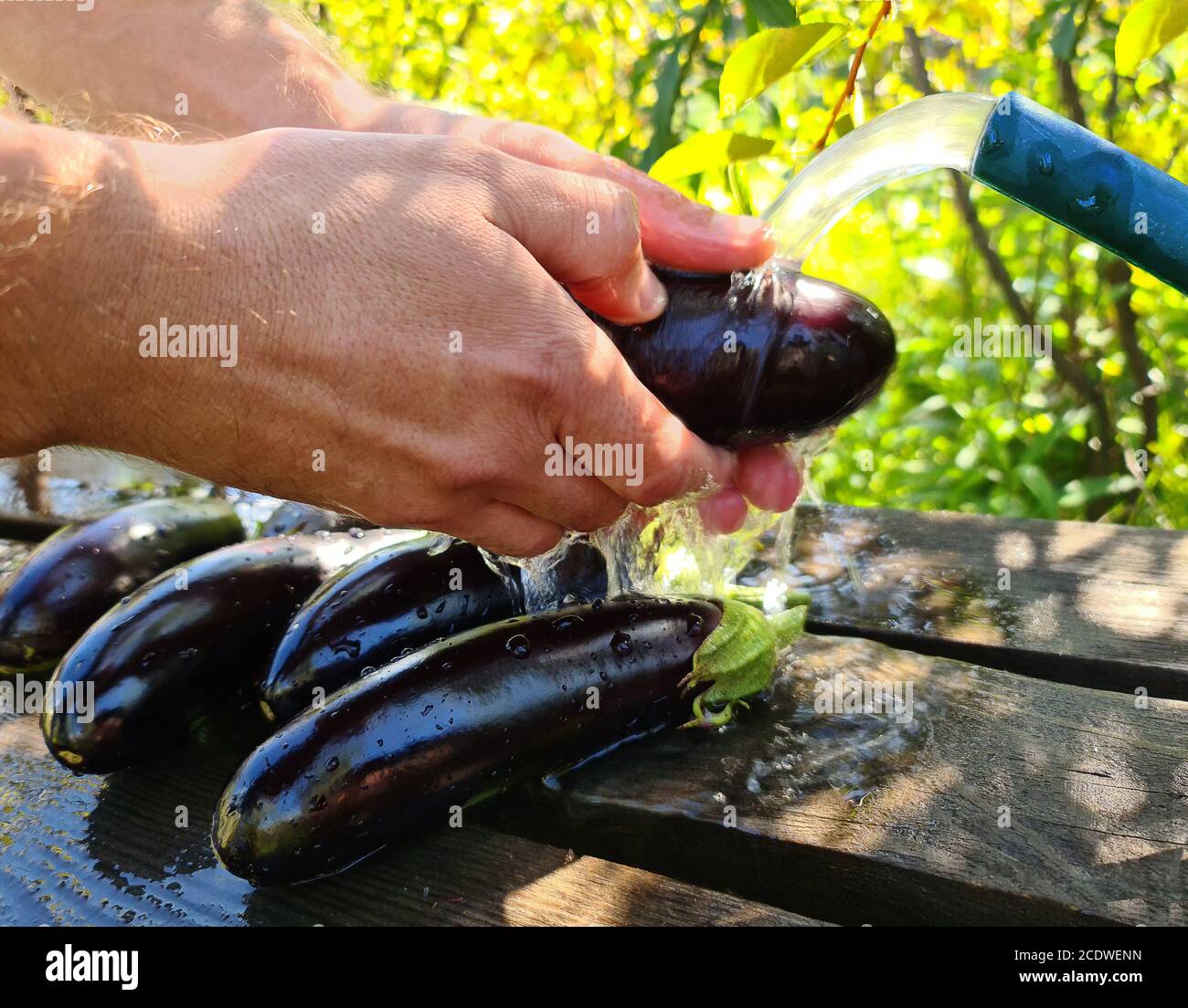 Un hombre lava una cosecha fresca de berenjenas bajo la presión del agua de una manguera en el país. Las verduras yacen en una tabla de madera húmeda Foto de stock