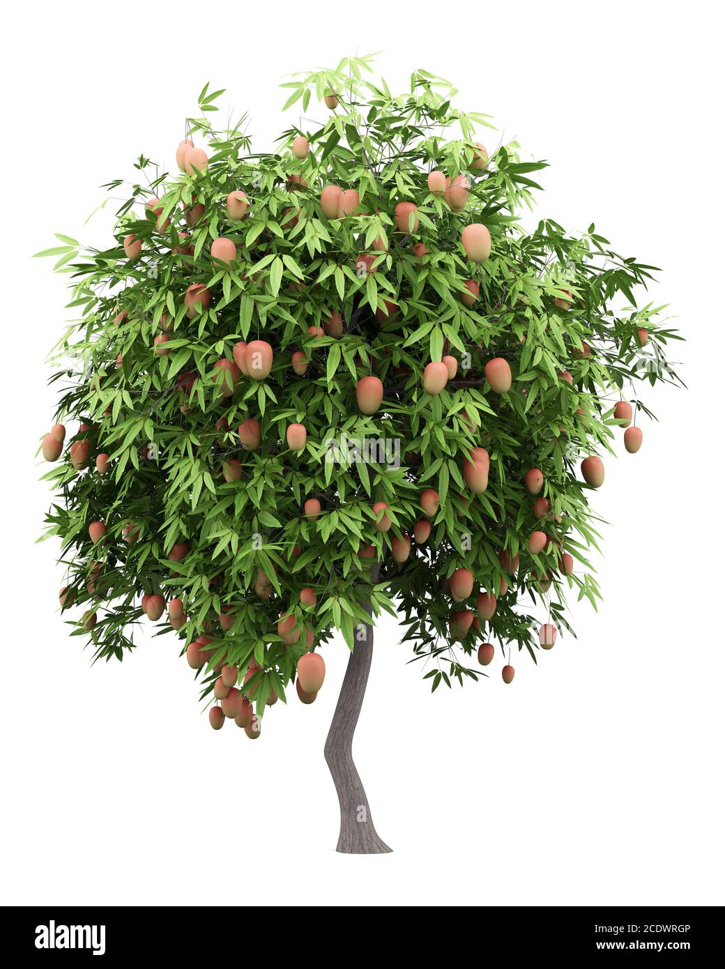 árbol de mango con frutos de mango aislados sobre fondo blanco Foto de stock