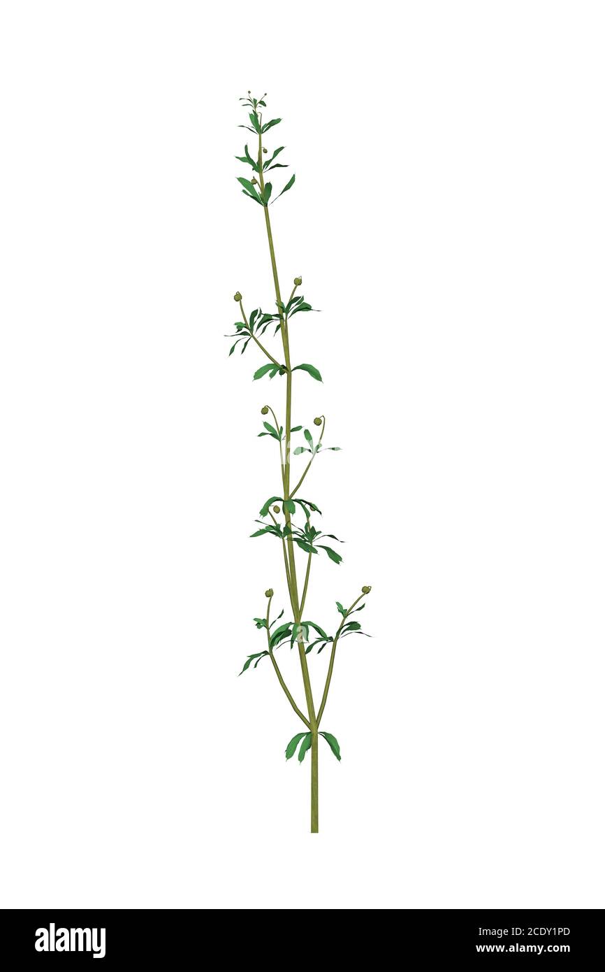 Cleavers (Galium aparine) utilizado en medicina tradicional para