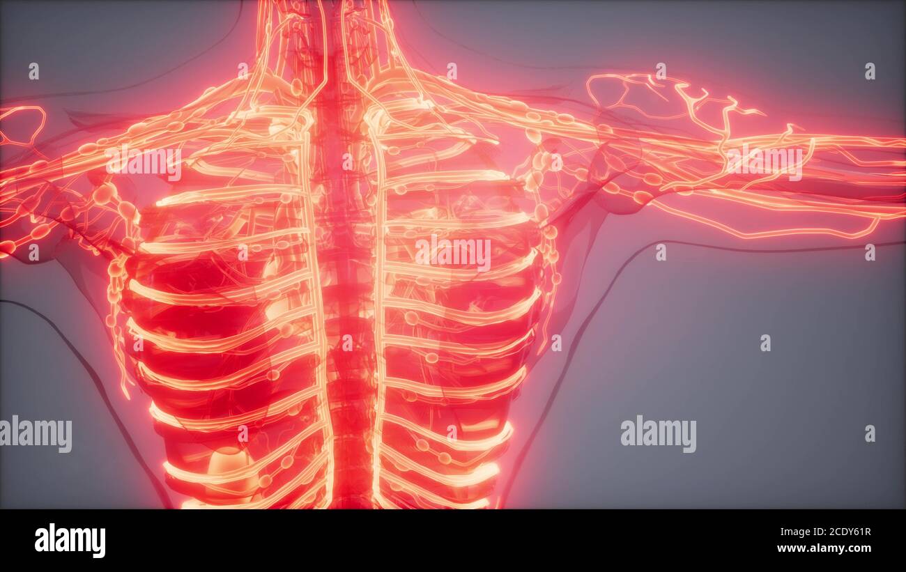 Los vasos sanguíneos del cuerpo humano Fotografía de stock Alamy