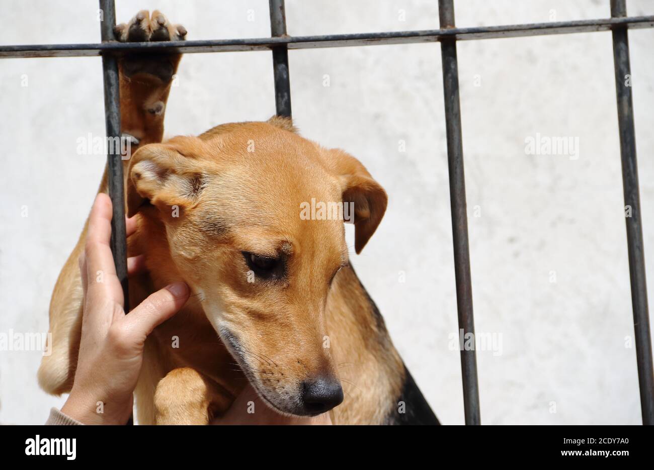 Los perros encerrados víctimas de abuso y maltrato animal Fotografía de