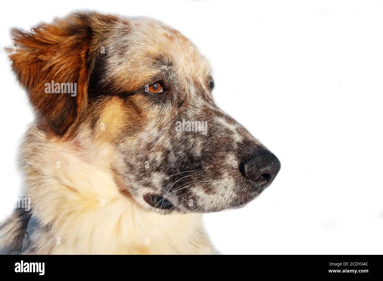 hocico de perro blanco grande, negro y marrón Fotografía de stock - Alamy