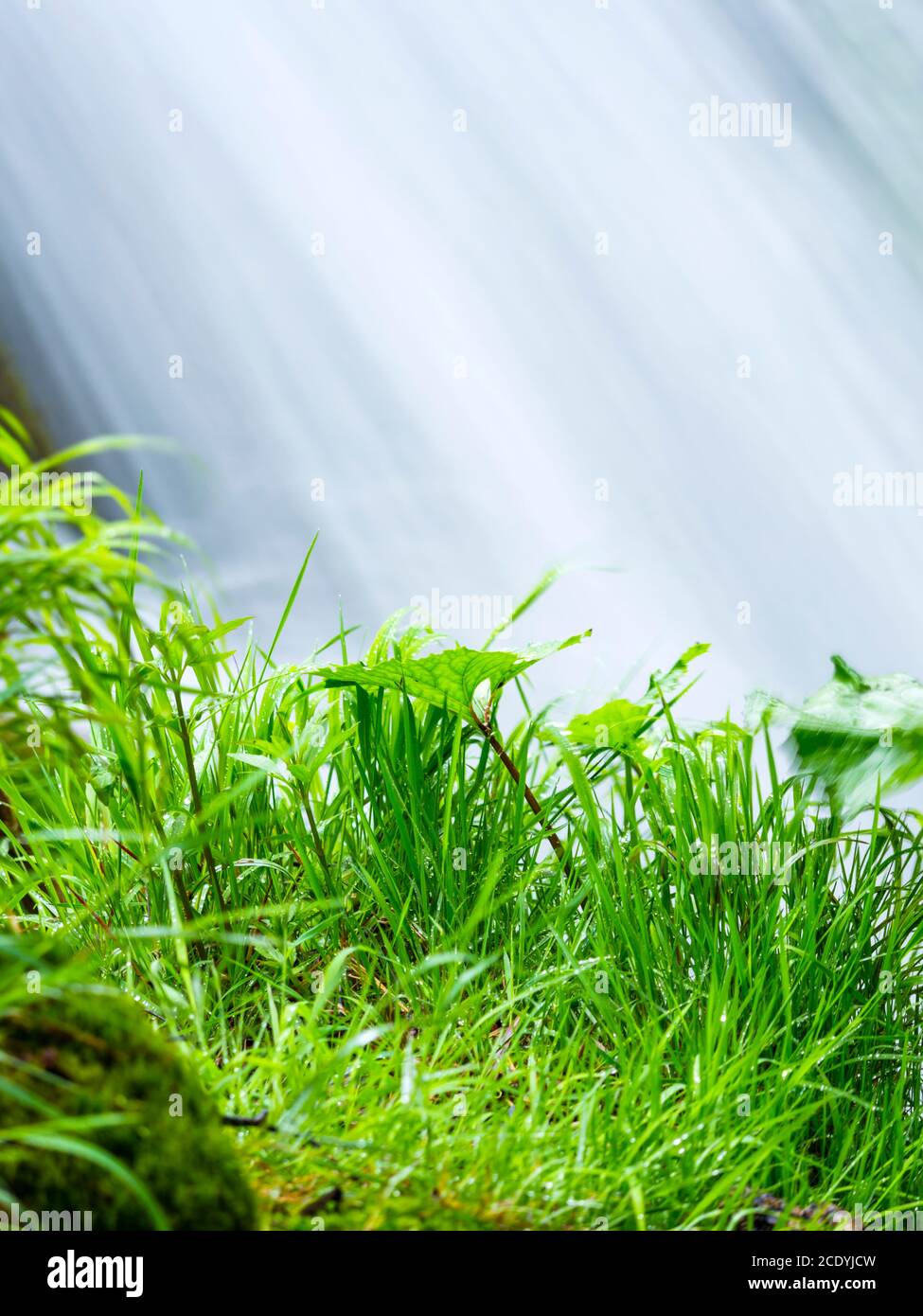 Parque nacional Lagos de Plitvice en Croacia Europa flujo de agua cascada escénico paisaje hierba cerca caída río detalle aislado Foto de stock