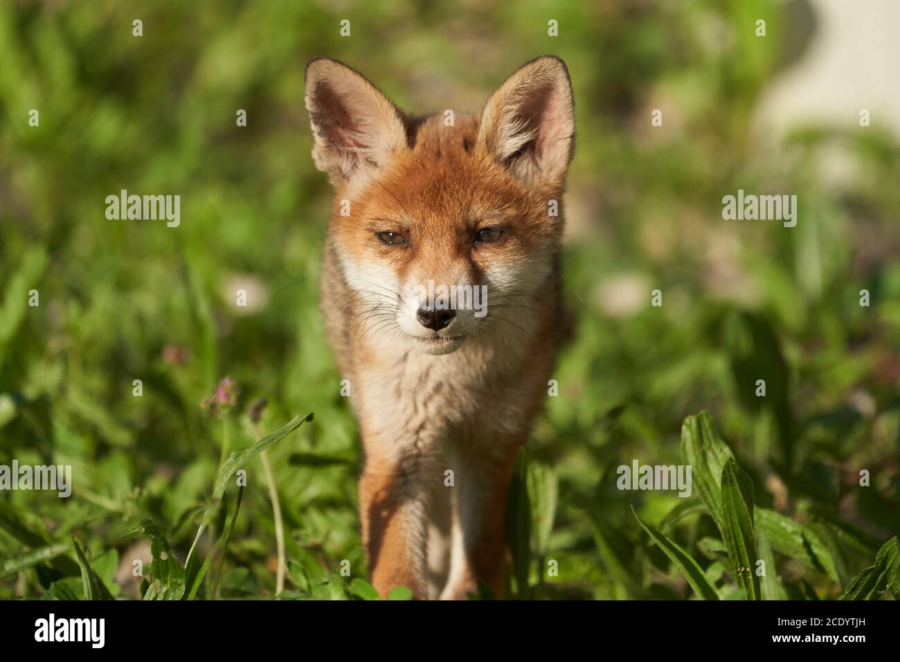 Rojo Fox Retrato Vulpes Vulpes Sol de la tarde Foto de stock