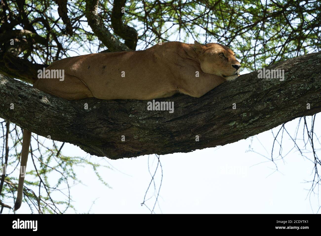 Leona árbol de escalada Serengeti - León Safari Retrato Foto de stock