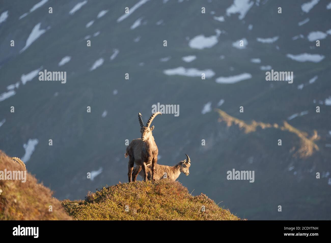 Capricornio Alpino Ibex Capra ibex Montaña Alpes suizos Foto de stock