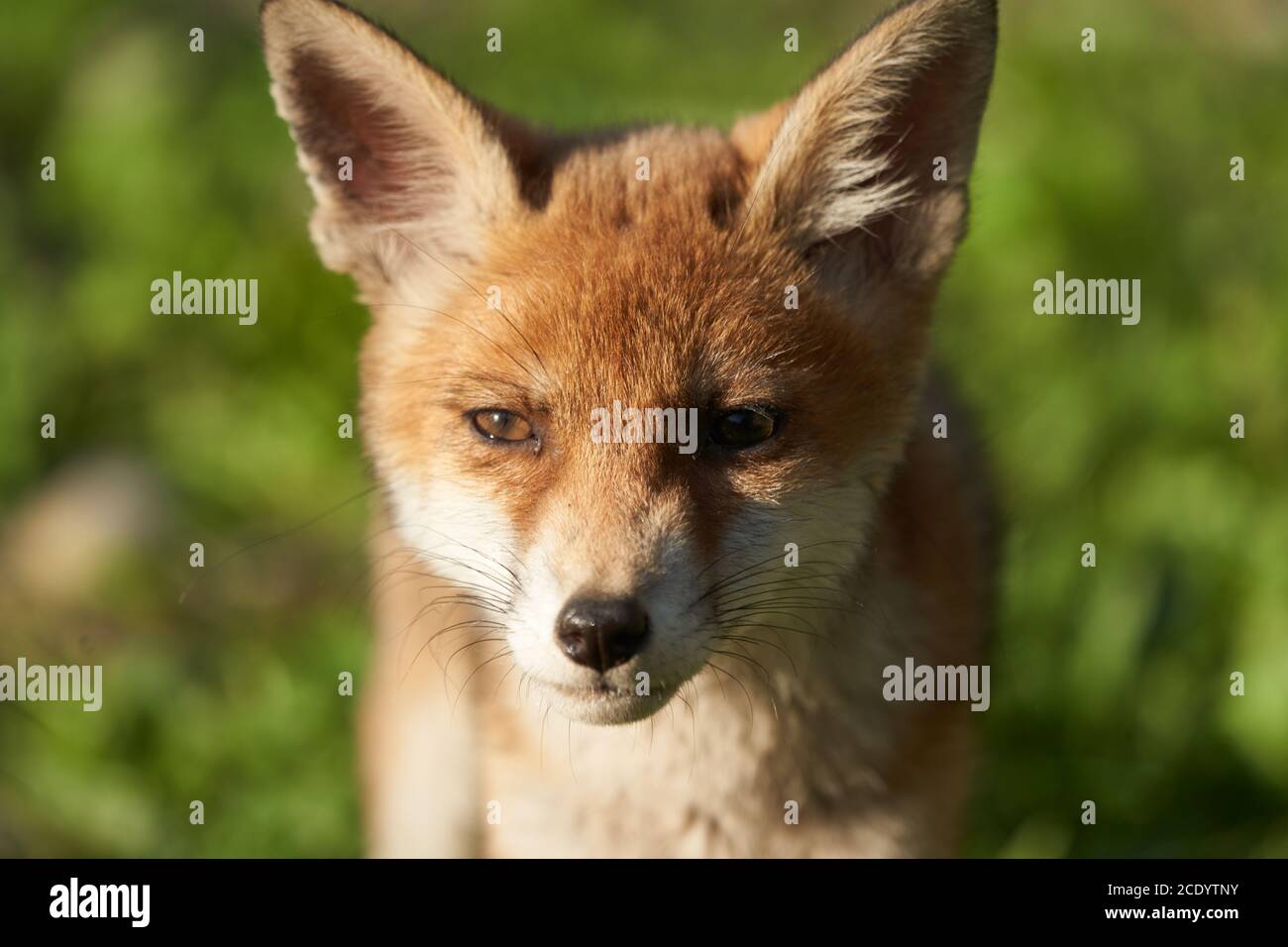 Rojo Fox Retrato Vulpes Vulpes Sol de la tarde Foto de stock