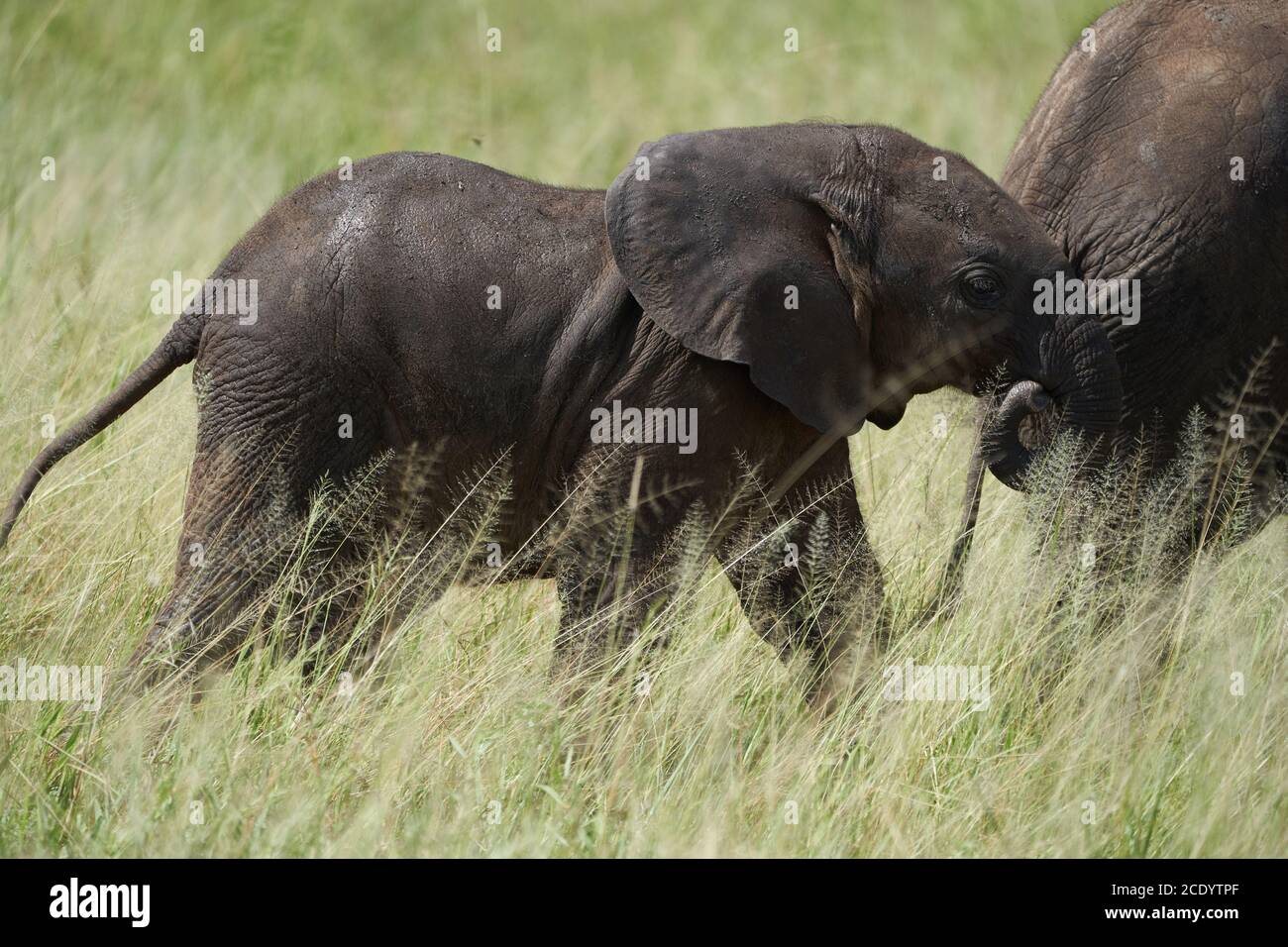 Elefante bebé Amboseli - Safari de cinco grandes -bebé elefante arbusto africano Loxodonta africana Foto de stock