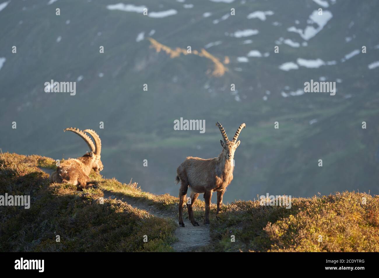 Capricornio Alpino Ibex Capra ibex Montaña Alpes suizos Foto de stock