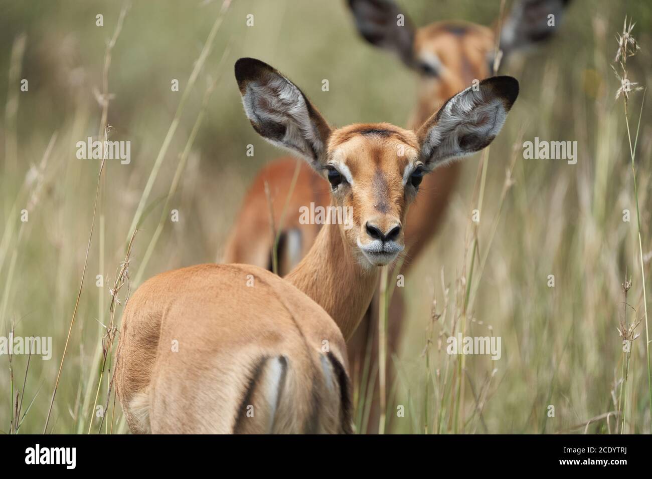 Impala Group Impalas Antelope Retrato Africa Safari Foto de stock