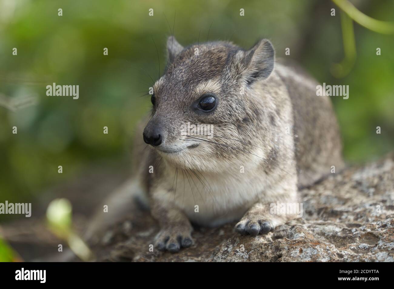 Roca Hyrax Procavia capensis Cabo Retrato África Foto de stock