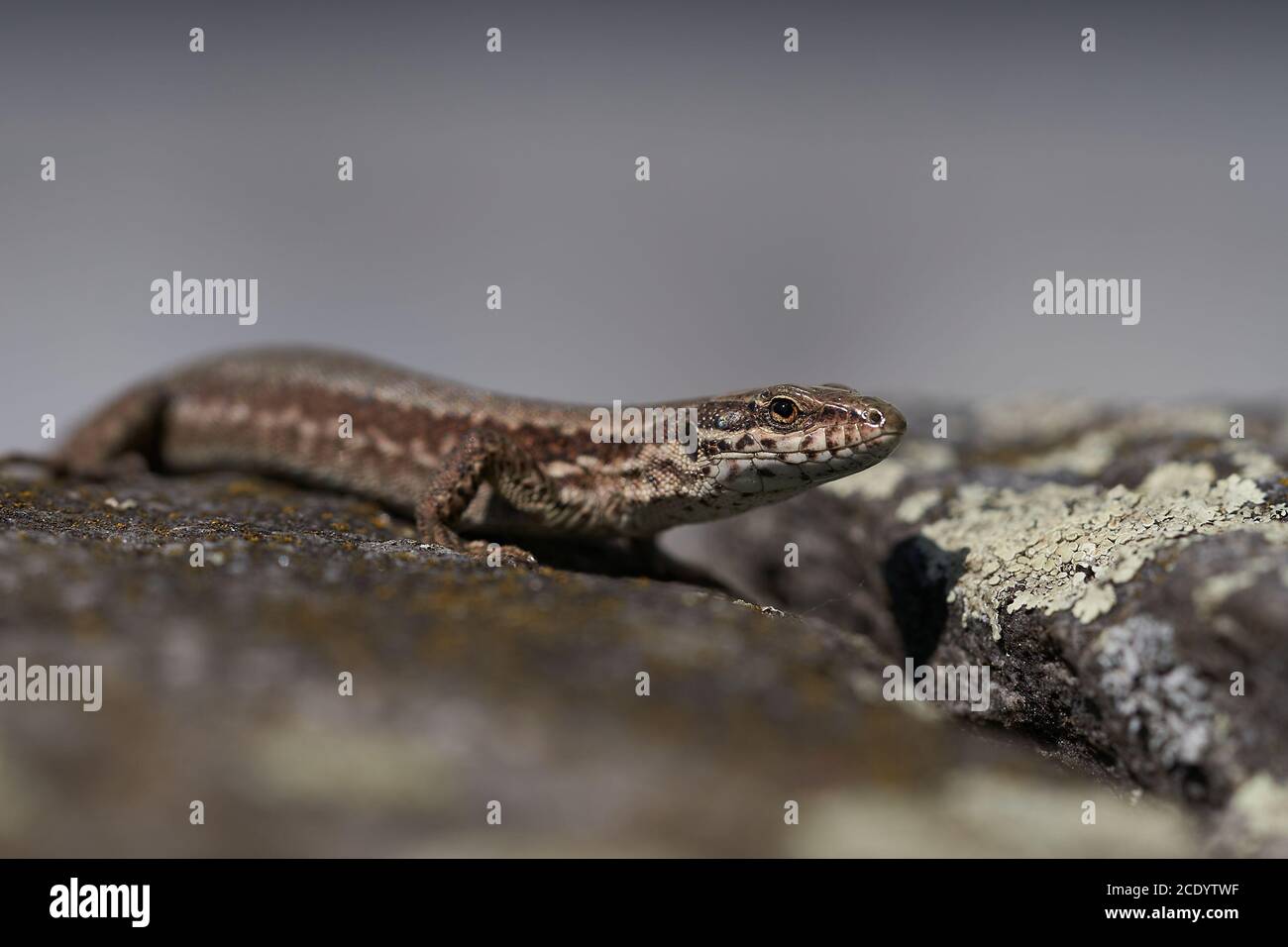 Pared común lagarto podarcis muralis Reptil primer plano Retrato claro Foto de stock