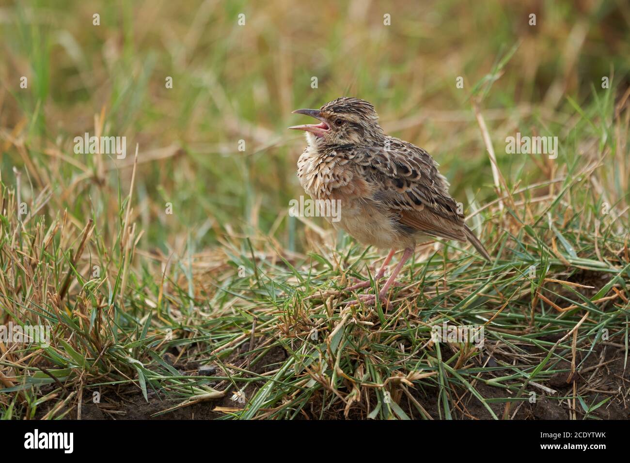 Rufous naped lark Mirafra africana arbusto lark Afrotropics Foto de stock