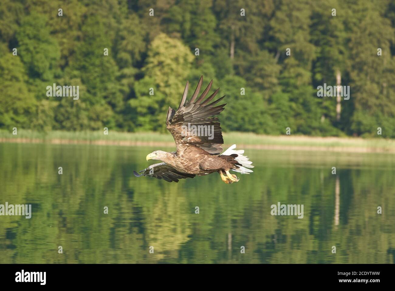 Águila de cola blanca captura de la Caza del Lago Raptor de la anguila Foto de stock