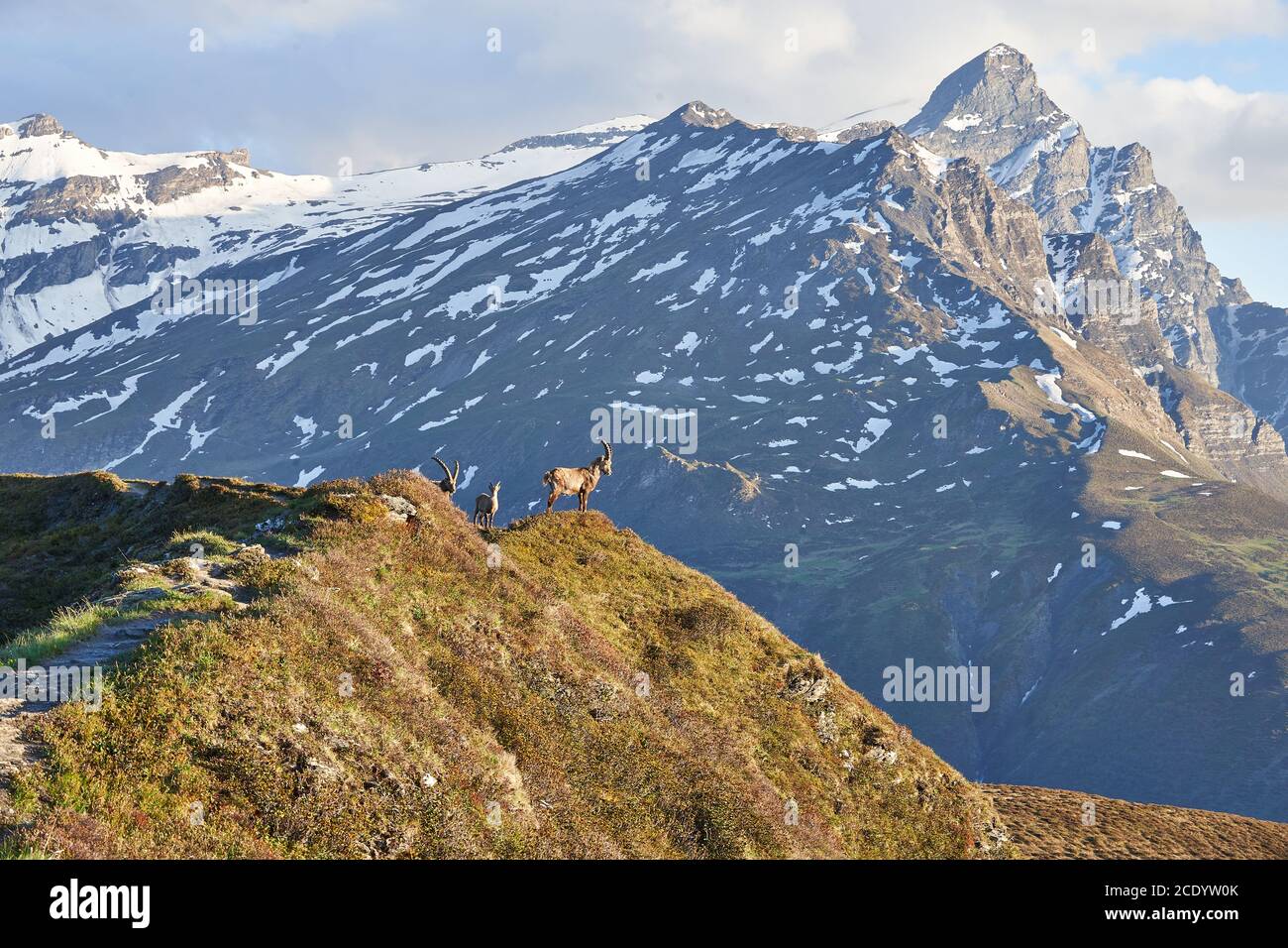 Capricornio Alpino Ibex Capra ibex Montaña Alpes suizos Foto de stock