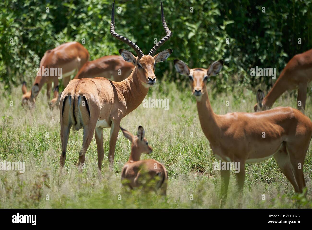 Impala Group Impalas Antelope Retrato Africa Safari Foto de stock