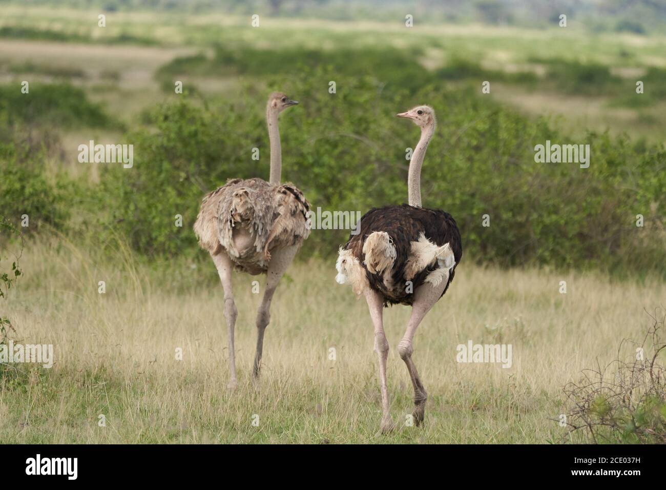 Avestruz común Struthio camelus África Kenia sabana Pareja Foto de stock