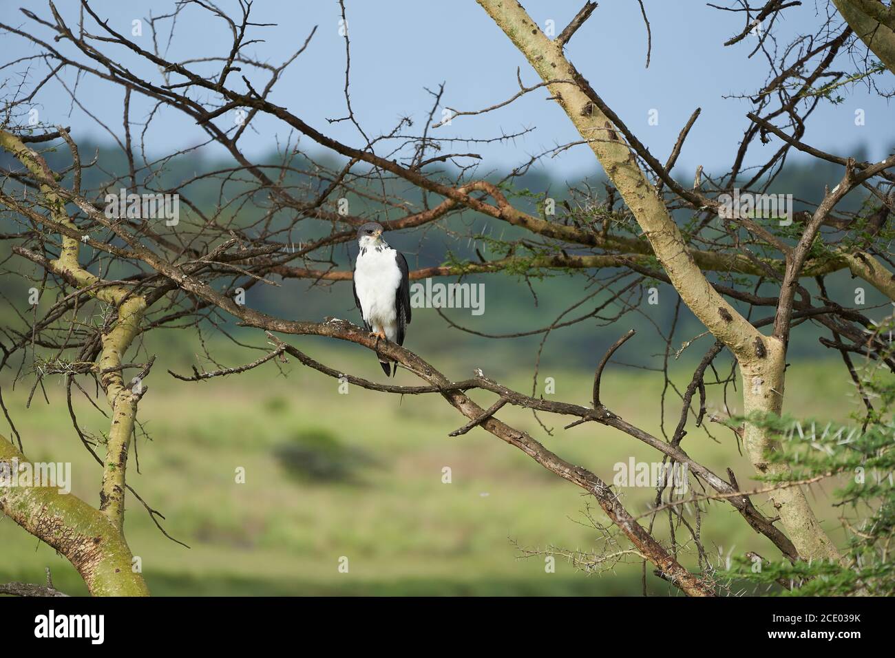 Bugur Buzzard Pareja Buteo augurarge ave africana de presa con Captura la mamba verde oriental Dendroaspis angusticeps altamente venenoso Foto de stock