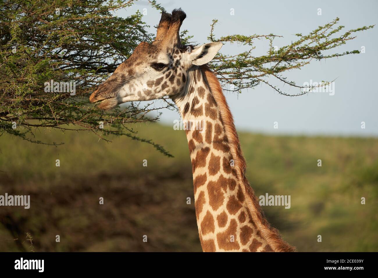 Jirafa África jirafa Safari Gran cinco África Foto de stock