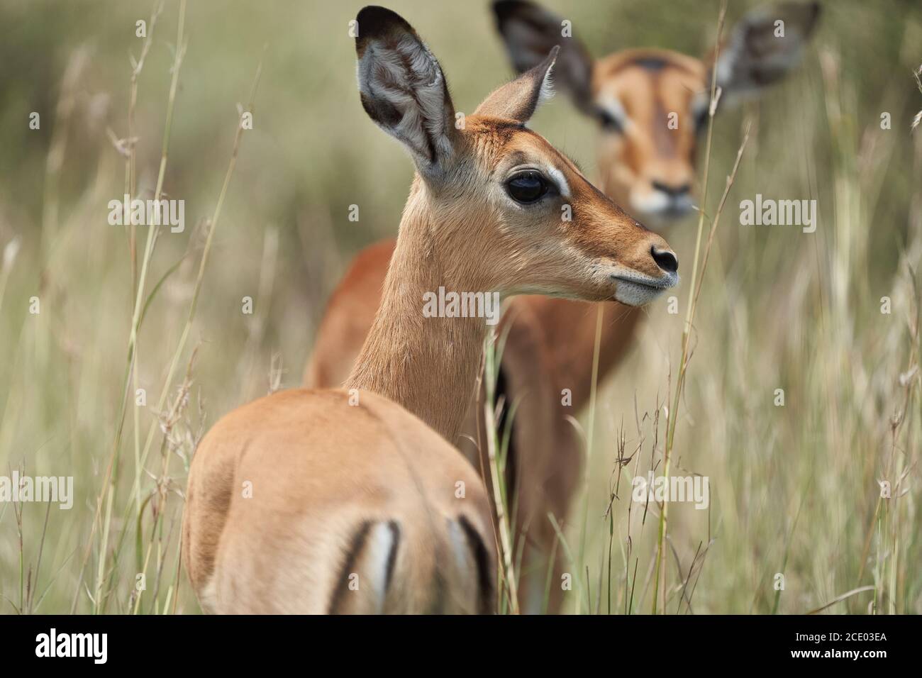 Impala Group Impalas Antelope Retrato Africa Safari Foto de stock