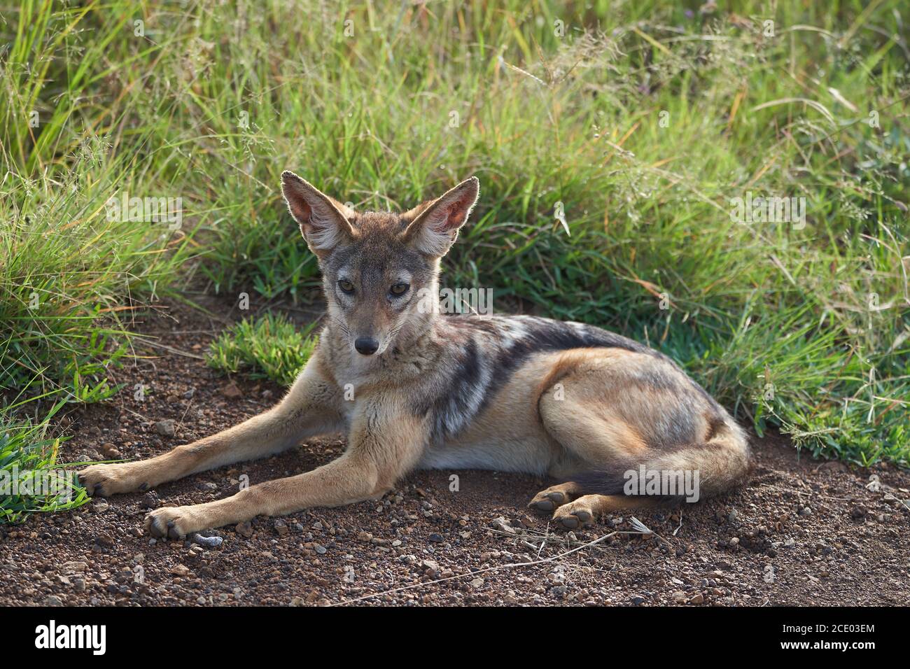 Golden Jackal Canis aureus Safari Retrato Salvaje Foto de stock