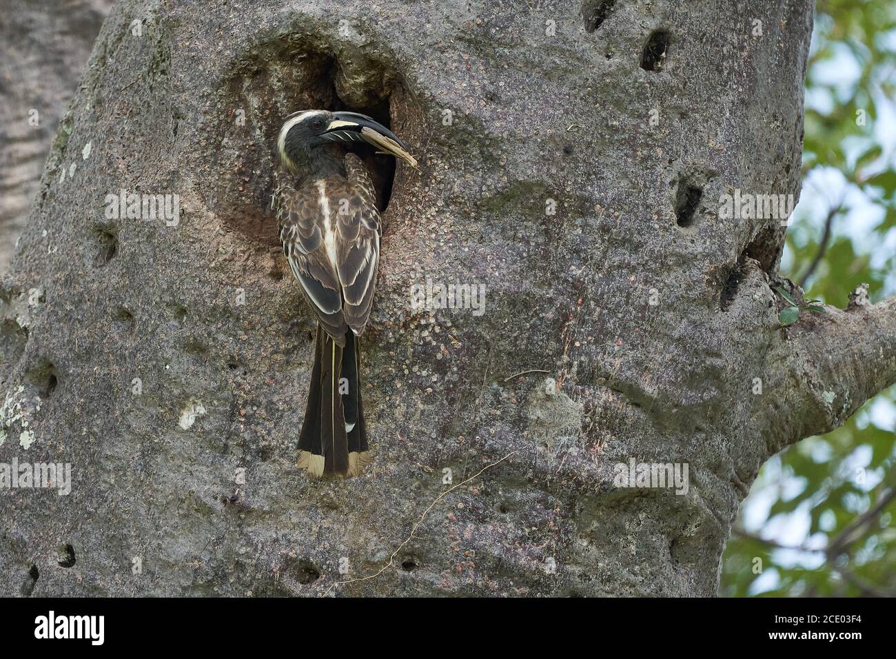 El pico de caballo gris africano Lophoceros nasutus tropical cerca de aves paseriformes encontradas en el Viejo Mundo. África. Retrato con insecto de comida Foto de stock