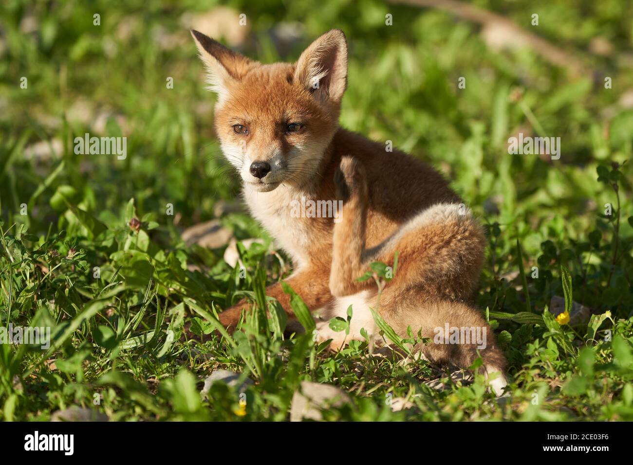 Rojo Fox Retrato Vulpes Vulpes Sol de la tarde Foto de stock