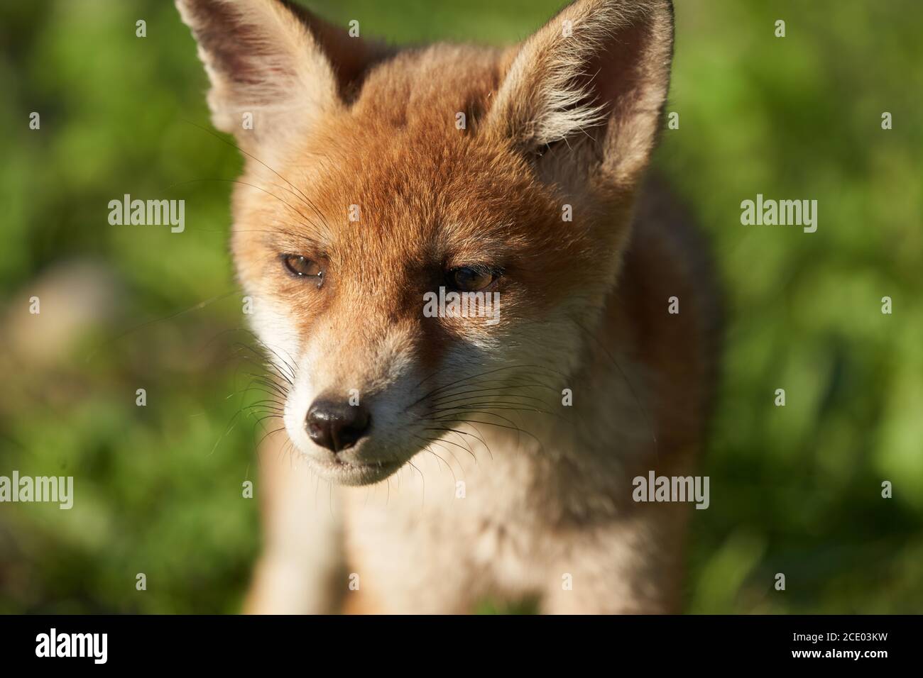 Rojo Fox Retrato Vulpes Vulpes Sol de la tarde Foto de stock