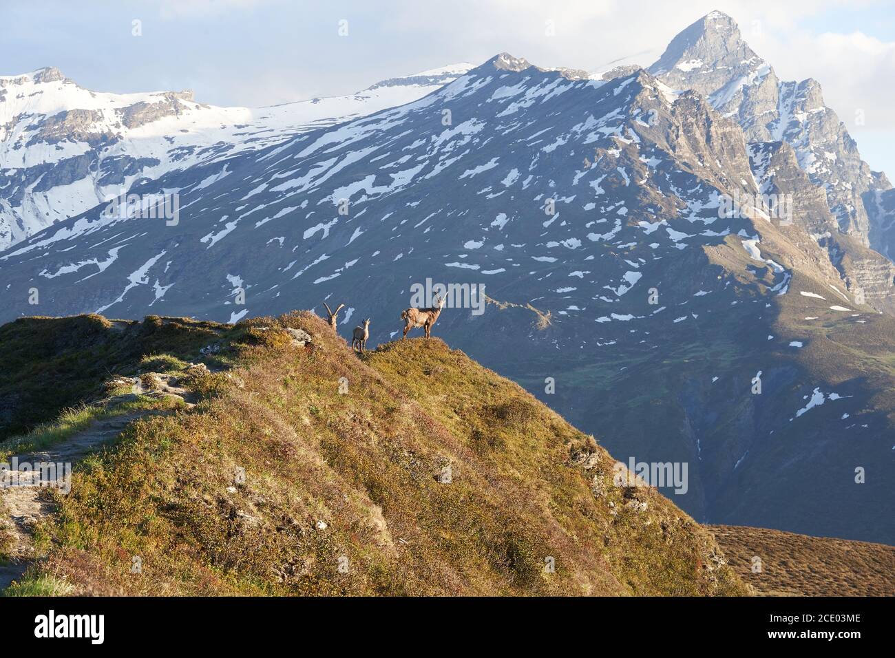 Capricornio Alpino Ibex Capra ibex Montaña Alpes suizos Foto de stock