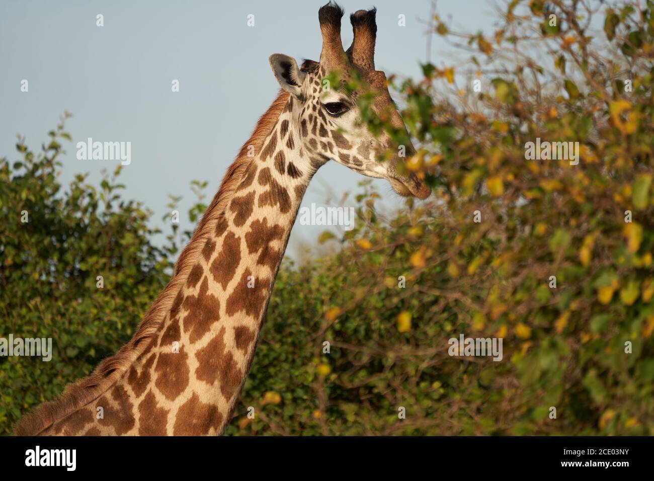 Jirafa África jirafa Safari Gran cinco África Foto de stock